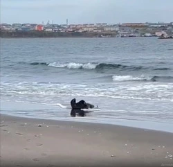 Проблемы у ластоногого: на берегу Южно-Курильской бухты тюлень корчился в конвульсиях