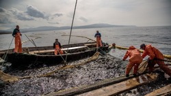 Более 730 тысяч тонн рыбы добыли с начала года на Сахалине и Курилах