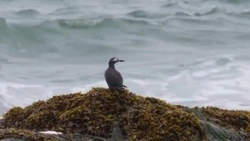 Волонтерский проект представил фильм о птицах Кунашира