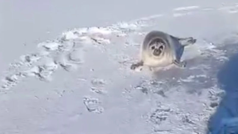 Одинокую нерпу обнаружил на льду неравнодушный мужчина в Сахалинской области