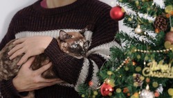 Как обезопасить новогоднюю елку от кота: советы зоозащитников