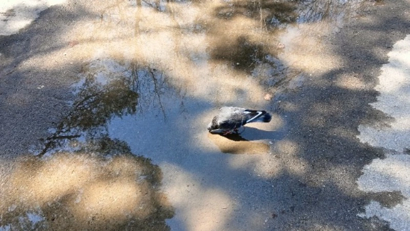 Дождь и тепло придут в Южно-Сахалинск 17 сентября