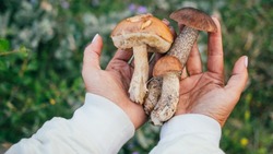 Роспотребнадзор рассказал жителям Сахалина о мерах профилактики отравления грибами