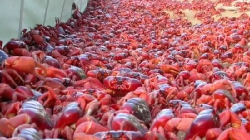 Полчища крабов атаковали мосты, дороги и улицы Острова Рождества. «Собирают граблями»