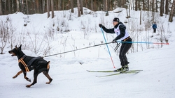 Сахалинец вошел в десятку чемпионата России по ездовому спорту