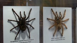 Выставку пауков открыли в Южно-Сахалинске
