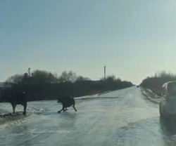 «Бедные животные»: на Сахалине коровы с трудом перешли дорогу из-за гололеда