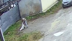Мужчина выкинул мешок со щенками под забор приюта «Пес и кот» в Южно-Сахалинске
