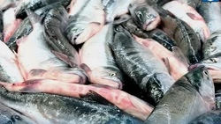 Рыбу по низким ценам доставили сразу в шесть районов Сахалина и Курил 26 сентября 