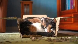 К концу этого года сахалинцам и курильчанам предложат ипотеку под 2 процента