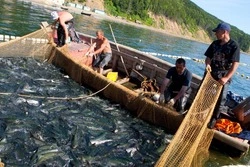 Сахалинская область опередила Хабаровский край в дальневосточной "красной" путине