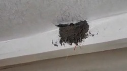 Ласточки свили гнездо в одном из укрытий бойцов в зоне СВО