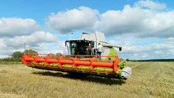 Сахалинские аграрии по специальным технологиям собирают и хранят ячмень