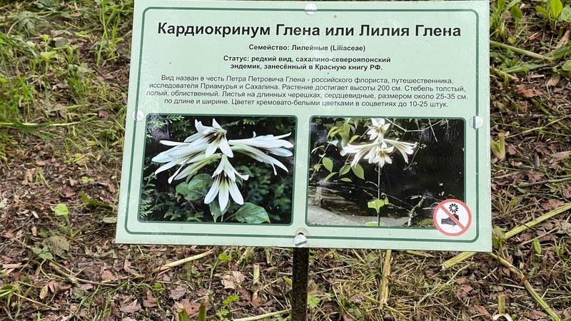 Лилия глена сахалинской области фото