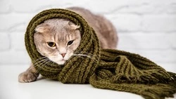 Без тепла остались семь домов Южно-Сахалинска 22 ноября