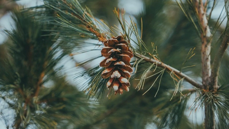 Погода на Сахалине и Курилах 20 декабря: снег и мороз до -21 градуса