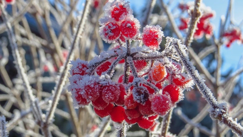 Сахалинцам предсказали ночные заморозки