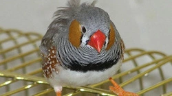 Про Чику и Чижика