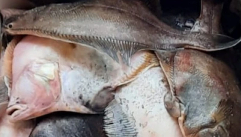 Камбалу по 81 рублю за килограмм доставили в Корсаков днем 28 сентября 