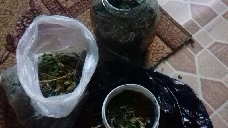 Сахалинцы случайно нашли в лесу коноплю и порох