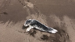 На берегу Парамушира заметили массовую вылазку детенышей тюленей