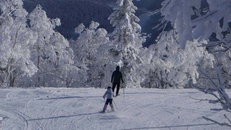 Опыт Сахалина по восстановлению лесов перенесут в другие регионы России
