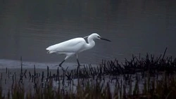 Редкую белую цаплю заметили на Кунашире в третий раз