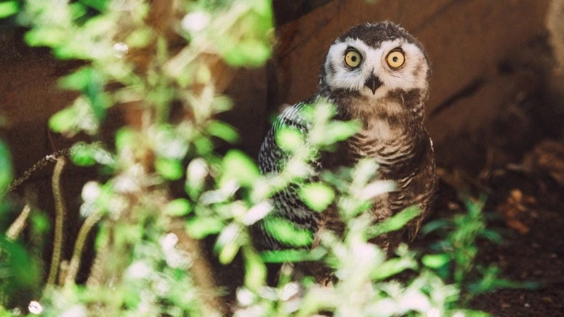 Жителям Сахалина предложили выбрать слоган для зооботпарка