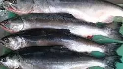 Рыбакам Сахалина разрешили добыть больше кеты и горбуши. Условия