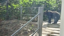 Медвежонок напал на пожилую дачницу в Холмском районе
