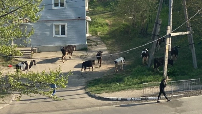 Хозяев буйных коров в Охе будут искать только по фото бирок в ушах