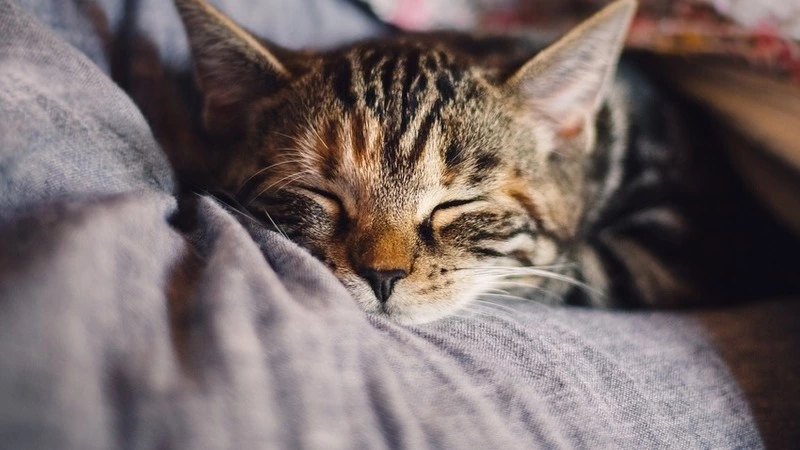 Правительство определило, как россияне будут отдыхать в 2021 году