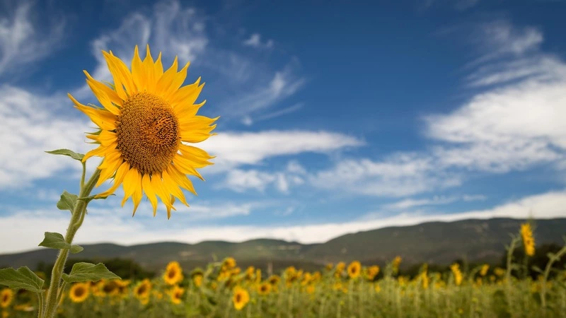 Тепла и солнца сахалинцам придется ждать долго