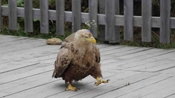 Краснокнижного орлана с пробитым черепом спасли от смерти на Курилах