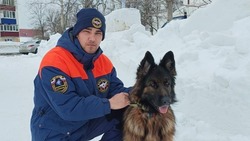 В Южно-Сахалинске отловили 200 бездомных собак за 2024 год 