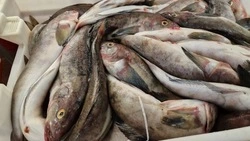 Жителям Анивского района предложили камбалу, треску и терпуг по социальным ценам
