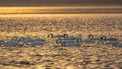 Сахалинец поймал лебедей в «золотой час». ФОТО