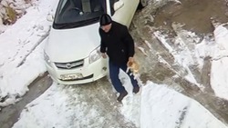 Мужчина бросил котят на растерзание собакам под забором приюта в Южно-Сахалинске