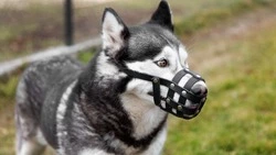 На Сахалине возбуждено уголовное дело после нападения собаки на женщину