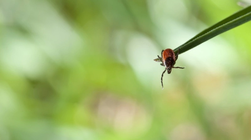 85% территорий школ и детсадов Южно-Сахалинска обезопасили от клещей