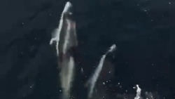 Семейство резвых дельфинов сопроводило судно рыбаков на Курилах         
