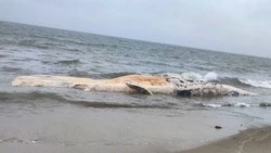 «Гниет уже несколько дней»: мертвого кита выбросило на побережье Сахалина