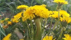 На Сахалине зацвели одуванчики-мутанты  