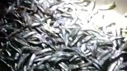 «Все в мойве»: за три минуты рыбаки поймали десятки хвостов на Ильинском