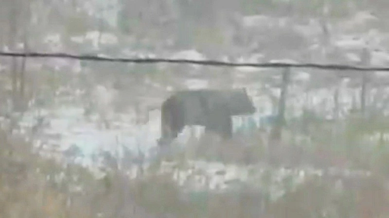 Медведь набросился на женщину в Приморье