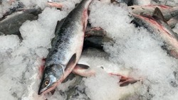  Свежую рыбу по низким ценам привезли в два района Сахалина 14 сентября
