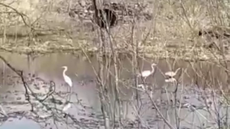 Красивых цапель встретили на окраине Поронайска