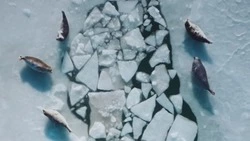 Блогер показал отдых нерп в ледяном бассейне на Сахалине