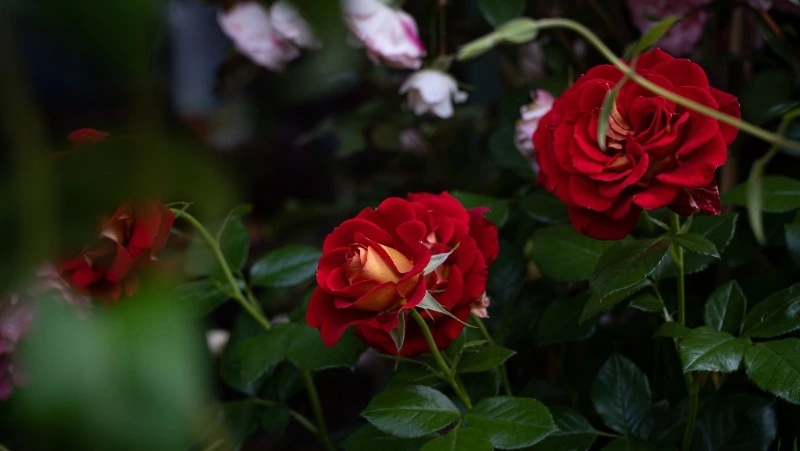 Около 1 млн цветов высадят в Южно-Сахалинске весной 2023 года