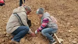 Тысячу лиственниц высадил «Родник» на «Горном воздухе»